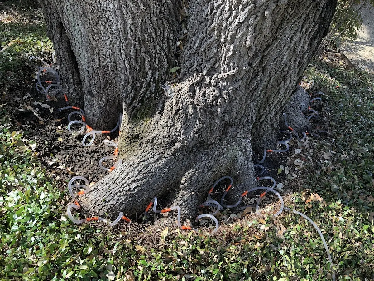 Detailed Tree Cabling and Bracing job site in Lanai City