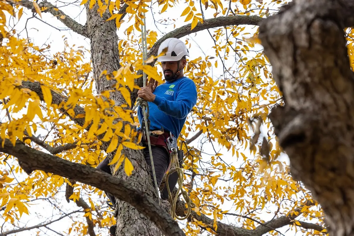 Skilled Tree Pruning crew working in Lanai City